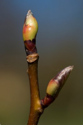 Davidia involucrata 'Vilmoriniana' - davidie listenová - pupen